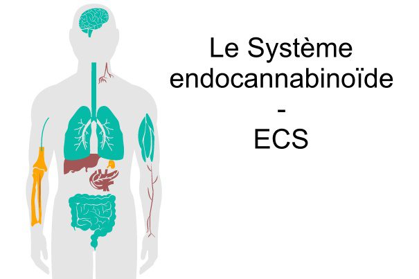 systeme endocannabinoide ecs