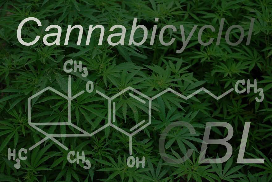 cannabicyclol-cbl-cannabinoide-chanvre