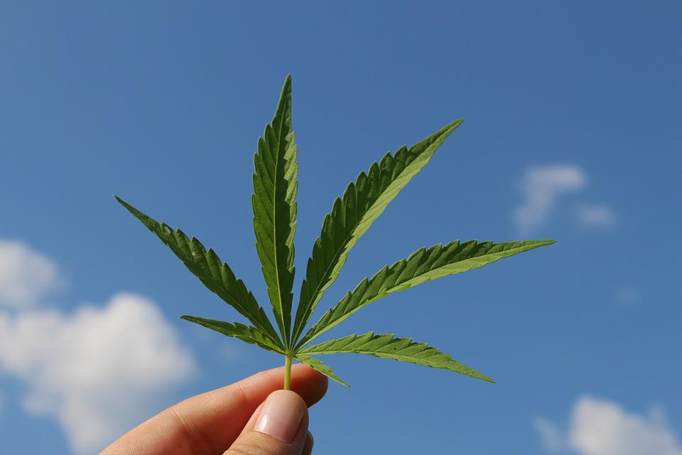 cannabis-définition-effets
